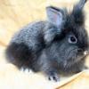 Blueberry Bunny BunBun,one of our class pets.